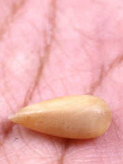 3.93 Carat Botswana Agate Cabochon Gemstone Bullet Shape Gemstone